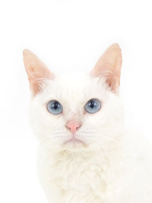 エムドッグス,動物プロダクション,ペットモデル,モデル猫,タレント猫,MIX猫,シエル