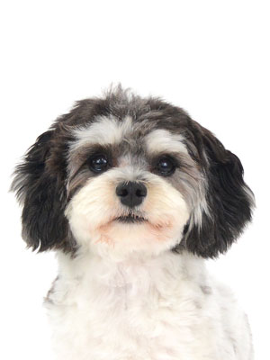 エムドッグス,動物プロダクション,ペットモデル,モデル犬,タレント犬,MIX犬,波留,なる