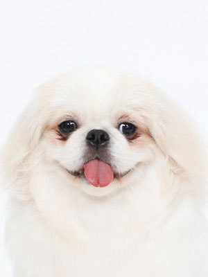 動物プロダクション,ペットモデル,モデル犬,タレント犬,ペキニーズ,Leon,レオン