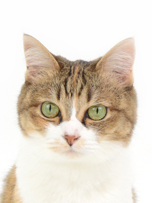 エムドッグス,動物プロダクション,ペットモデル,モデル猫,タレント猫,MIX猫,海,うみ