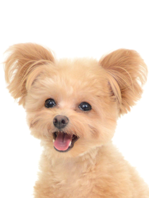 エムドッグス,動物プロダクション,ペットモデル,モデル犬,タレント犬,MIX犬,たるたる