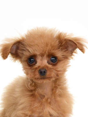 エムドッグス,動物プロダクション,ペットモデル,モデル犬,タレント犬,トイプードル,なげっと