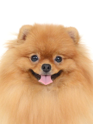 エムドッグス,動物プロダクション,ペットモデル,モデル犬,タレント犬,ポメラニアン,ぽぽちゃん