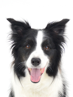 エムドッグス,動物プロダクション,ペットモデル,モデル犬,タレント犬,ボーダーコリー,暖,だん
