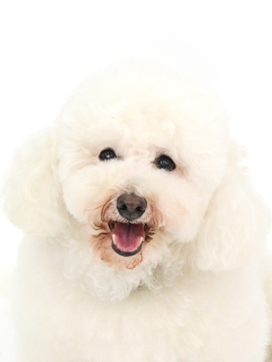 エムドッグス,動物プロダクション,ペットモデル,モデル犬,タレント犬,ビションフリーゼ,アトム