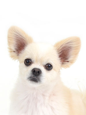 エムドッグス,動物プロダクション,ペットモデル,モデル犬,タレント犬,MIX犬,ぷーきち