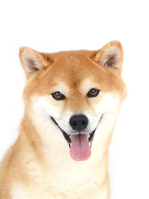 エムドッグス,動物プロダクション,ペットモデル,モデル犬,タレント犬,柴犬,ポン太