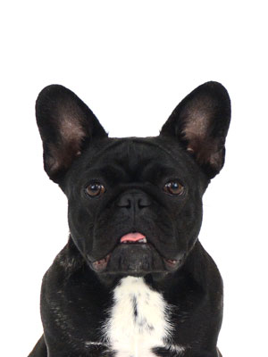 エムドッグス,動物プロダクション,ペットモデル,モデル犬,タレント犬,フレンチブルドッグ,和布里,ワフリ