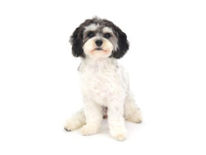 エムドッグス,動物プロダクション,ペットモデル,モデル犬,タレント犬,MIX犬,波留,なる