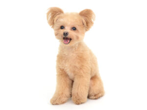エムドッグス,動物プロダクション,ペットモデル,モデル犬,タレント犬,MIX犬,たるたる