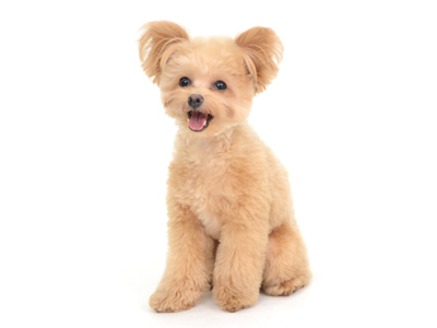 エムドッグス,動物プロダクション,ペットモデル,モデル犬,タレント犬,MIX犬,たるたる