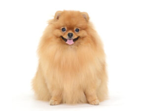 エムドッグス,動物プロダクション,ペットモデル,モデル犬,タレント犬,ポメラニアン,ぽぽちゃん