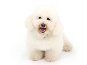 エムドッグス,動物プロダクション,ペットモデル,モデル犬,タレント犬,ビションフリーゼ,アトム