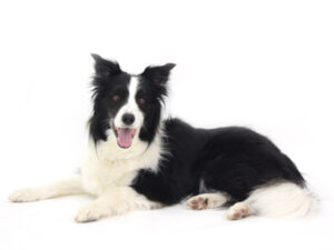 エムドッグス,動物プロダクション,ペットモデル,モデル犬,タレント犬,ボーダーコリー,暖,だん
