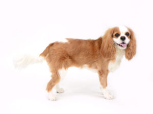 エムドッグス,動物プロダクション,ペットモデル,モデル犬,タレント犬,キャバリア,えま