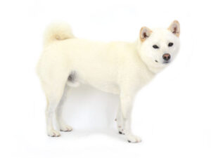 エムドッグス,動物プロダクション,ペットモデル,モデル犬,タレント犬,柴犬,たろ太