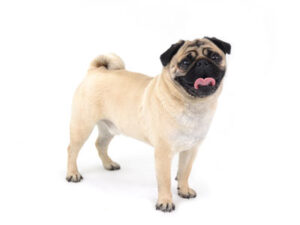 エムドッグス,動物プロダクション,ペットモデル,モデル犬,タレント犬,パグ、パポ