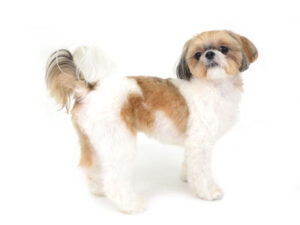 エムドッグス,動物プロダクション,ペットモデル,モデル犬,タレント犬,MIX犬,小太郎
