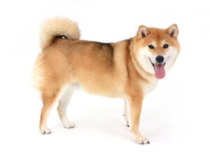 エムドッグス,動物プロダクション,ペットモデル,モデル犬,タレント犬,柴犬,こなな