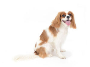 エムドッグス,動物プロダクション,ペットモデル,モデル犬,タレント犬,キャバリア,きずな