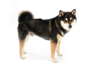 エムドッグス,動物プロダクション,ペットモデル,モデル犬,タレント犬,柴犬,アル