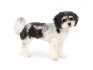 エムドッグス,動物プロダクション,ペットモデル,モデル犬,タレント犬,MIX犬,波留,なる