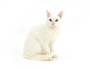 エムドッグス,動物プロダクション,ペットモデル,モデル猫,タレント猫,MIX猫,シエル