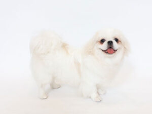 動物プロダクション,ペットモデル,モデル犬,タレント犬,ペキニーズ,Leon,レオン
