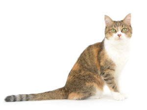 エムドッグス,動物プロダクション,ペットモデル,モデル猫,タレント猫,MIX猫,海,うみ