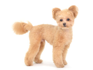 エムドッグス,動物プロダクション,ペットモデル,モデル犬,タレント犬,MIX犬,たるたる