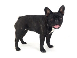 エムドッグス,動物プロダクション,ペットモデル,モデル犬,タレント犬,フレンチブルドッグ,和布里,ワフリ