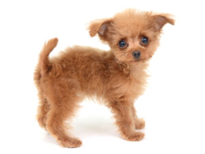 エムドッグス,動物プロダクション,ペットモデル,モデル犬,タレント犬,トイプードル,なげっと