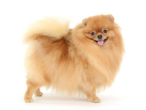 エムドッグス,動物プロダクション,ペットモデル,モデル犬,タレント犬,ポメラニアン,ぽぽちゃん