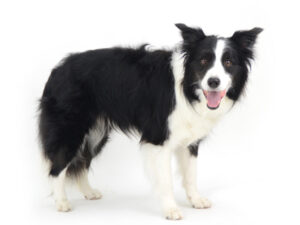 エムドッグス,動物プロダクション,ペットモデル,モデル犬,タレント犬,ボーダーコリー,暖,だん