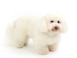 エムドッグス,動物プロダクション,ペットモデル,モデル犬,タレント犬,ビションフリーゼ,アトム