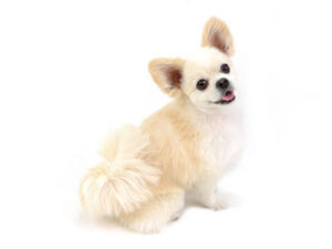 エムドッグス,動物プロダクション,ペットモデル,モデル犬,タレント犬,MIX犬,ぷーきち