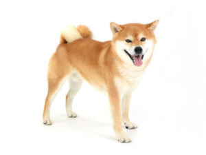 エムドッグス,動物プロダクション,ペットモデル,モデル犬,タレント犬,柴犬,ポン太