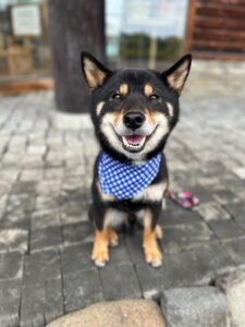 エムドッグス,動物プロダクション,ペットモデル,ペットタレント,モデル犬,タレント犬,柴犬,銀,ぎん