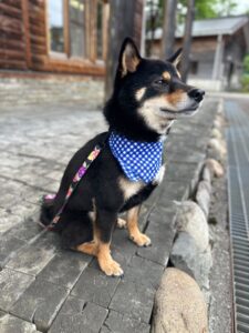 エムドッグス,動物プロダクション,ペットモデル,ペットタレント,モデル犬,タレント犬,柴犬,銀,ぎん