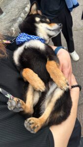 エムドッグス,動物プロダクション,ペットモデル,ペットタレント,モデル犬,タレント犬,柴犬,銀,ぎん