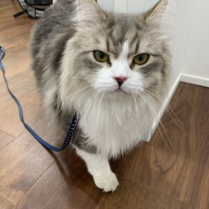 エムドッグス,動物プロダクション,ペットモデル,モデル猫,タレント猫,サイベリアン,リアン