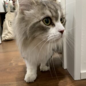 エムドッグス,動物プロダクション,ペットモデル,モデル猫,タレント猫,サイベリアン,リアン