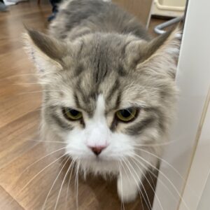 エムドッグス,動物プロダクション,ペットモデル,モデル猫,タレント猫,サイベリアン,リアン