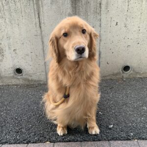 エムドッグス,動物プロダクション,ペットモデル,ペットタレント,モデル犬,タレント犬,ゴールデンレトリーバー,ビビ