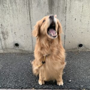 エムドッグス,動物プロダクション,ペットモデル,ペットタレント,モデル犬,タレント犬,ゴールデンレトリーバー,ビビ
