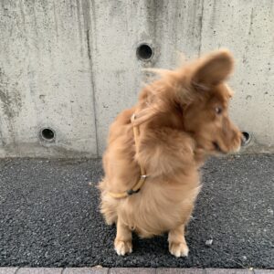 エムドッグス,動物プロダクション,ペットモデル,ペットタレント,モデル犬,タレント犬,ゴールデンレトリーバー,ビビ