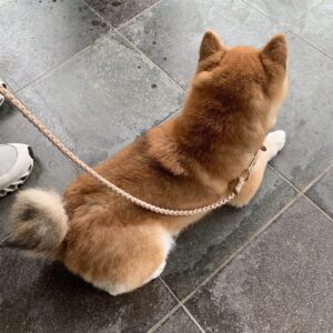 エムドッグス,動物プロダクション,ペットモデル,ペットタレント,モデル犬,タレント犬,柴犬,あずき