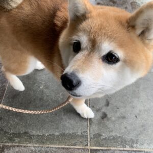 エムドッグス,動物プロダクション,ペットモデル,ペットタレント,モデル犬,タレント犬,柴犬,あずき