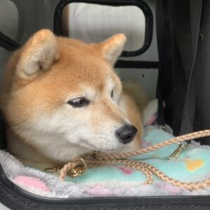 エムドッグス,動物プロダクション,ペットモデル,ペットタレント,モデル犬,タレント犬,柴犬,あずき