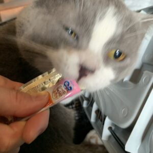 エムドッグス,動物プロダクション,ペットモデル,ペットタレント,モデル猫,タレント猫,スコティッシュフォールド,たわし